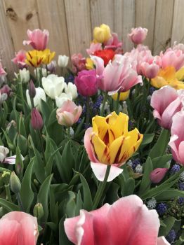 100 Landscape Mixture Tulip Bulbs – Tulipa Triumph